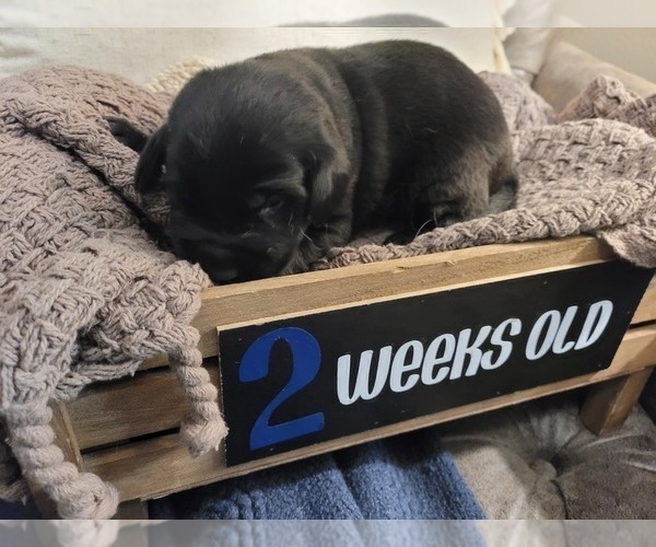 Medium Photo #12 Labrador Retriever Puppy For Sale in BONAIRE, GA, USA