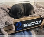 Small Photo #12 Labrador Retriever Puppy For Sale in BONAIRE, GA, USA