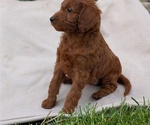 Small Photo #6 Irish Doodle Puppy For Sale in GOSHEN, IN, USA