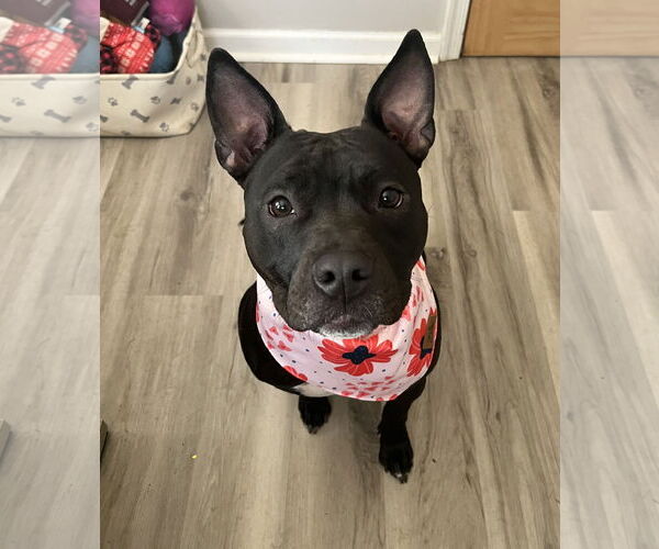 Medium Photo #8 Mutt Puppy For Sale in Rockaway, NJ, USA