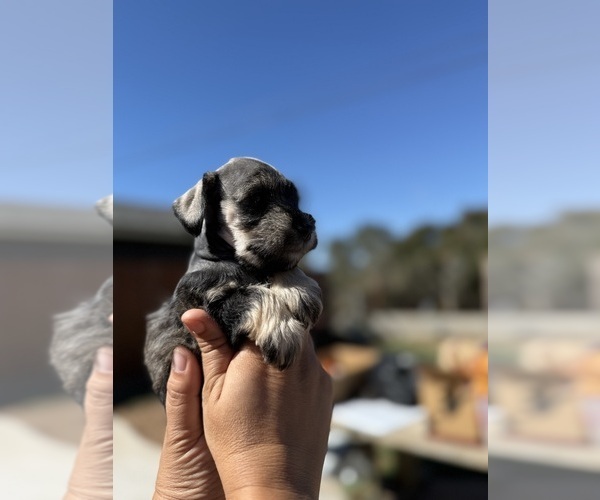Medium Photo #8 Schnauzer (Miniature) Puppy For Sale in ORCUTT, CA, USA