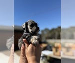 Small #7 Schnauzer (Miniature)
