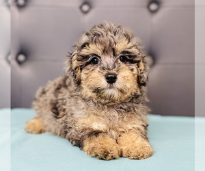 Goldendoodle-Poodle (Toy) Mix Puppy for sale in CINCINNATI, OH, USA