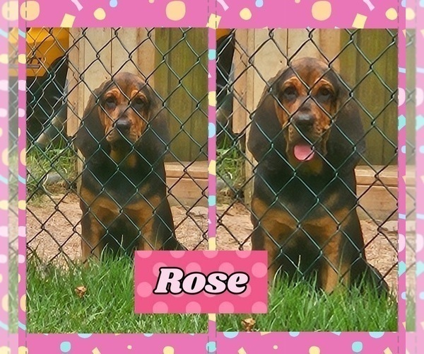 Medium Photo #2 Bloodhound Puppy For Sale in TOCCOA, GA, USA