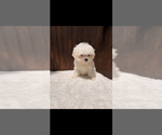 Image preview for Ad Listing. Nickname: Jhonny