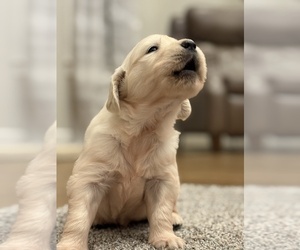 English Cream Golden Retriever Puppy for sale in BYRON CENTER, MI, USA