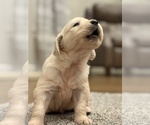 Small English Cream Golden Retriever