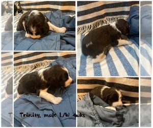 English Springer Spaniel Puppy for sale in CENTER POINT, TX, USA