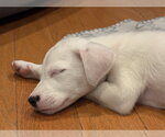 Small #1 Mutt