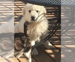Small Photo #11 Great Pyrenees Puppy For Sale in EL DORADO, KS, USA