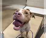 Small American Staffordshire Terrier Mix