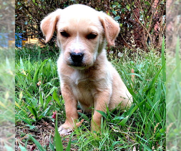 Medium Photo #4 Borador Puppy For Sale in Rutherfordton, NC, USA