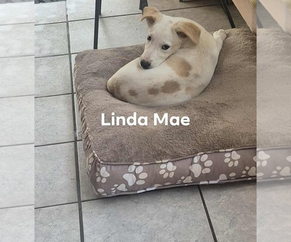 Medium Photo #3 Chihuahua-Retriever  Mix Puppy For Sale in Virginia Beach, VA, USA