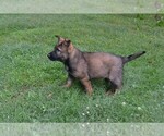 Small #1 German Shepherd Dog