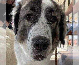 Anatolian Shepherd-Great Pyrenees Mix Dogs for adoption in Garland, TX, USA