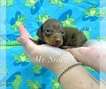 Small #1 Dachshund