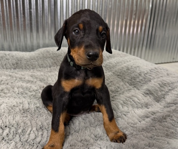Medium Photo #3 Doberman Pinscher Puppy For Sale in PERU, KS, USA