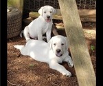 Small Photo #3 Labrador Retriever Puppy For Sale in ABERDEEN, MD, USA