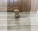 Small #25 Maltipoo