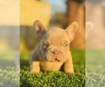 Small #3 French Bulldog