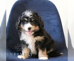 Small #2 Bernedoodle (Miniature)