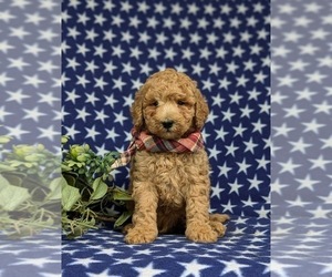 Poodle (Miniature) Puppy for Sale in EPHRATA, Pennsylvania USA