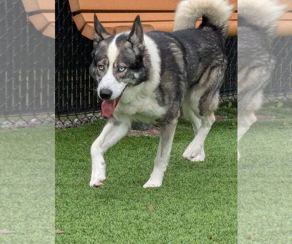 Medium Photo #2 Siberian Husky Puppy For Sale in Salinas, CA, USA