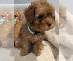 Small Photo #8 Poodle (Toy)-ShihPoo Mix Puppy For Sale in FARMINGTON, MI, USA