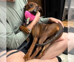 Monica - Female Doberman Pinscher-Unknown Mix Dog for Adoption - Small photo