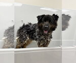 Small #5 German Shepherd Dog