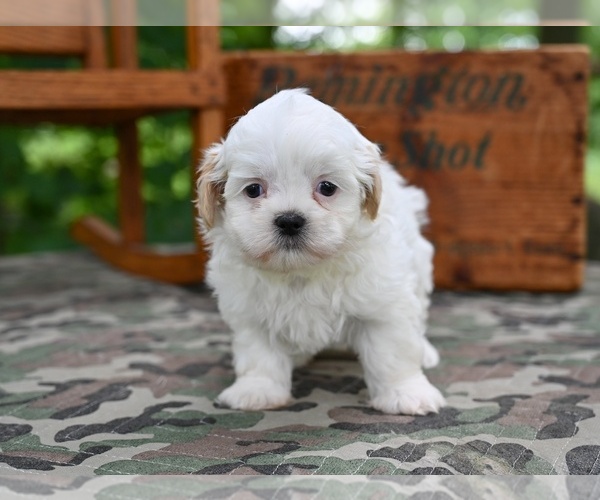 Medium Photo #4 Shih Tzu Puppy For Sale in MILLERSBURG, OH, USA