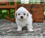 Small #3 Shih Tzu