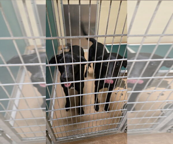 Medium Photo #1 Labrador Retriever Puppy For Sale in Texas City, TX, USA