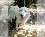 Small #4 Great Pyrenees