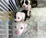 Small American Bully