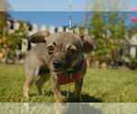 Small #4 Chihuahua Mix