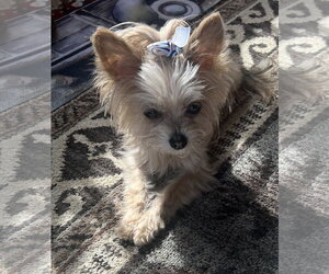 A Gianna - Female Mutt Dog for Adoption - Photo #5