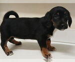 Small #4 Chiweenie