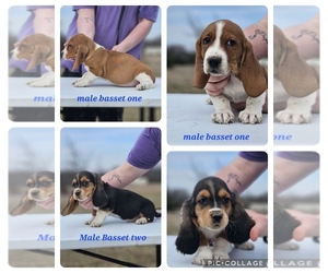 Basset Hound Puppy for sale in CENTRAHOMA, OK, USA