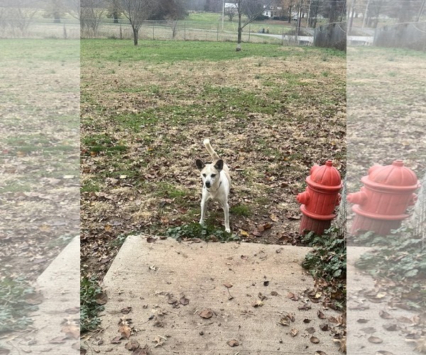 Medium Photo #1 Mutt Puppy For Sale in Fairfield, IL, USA