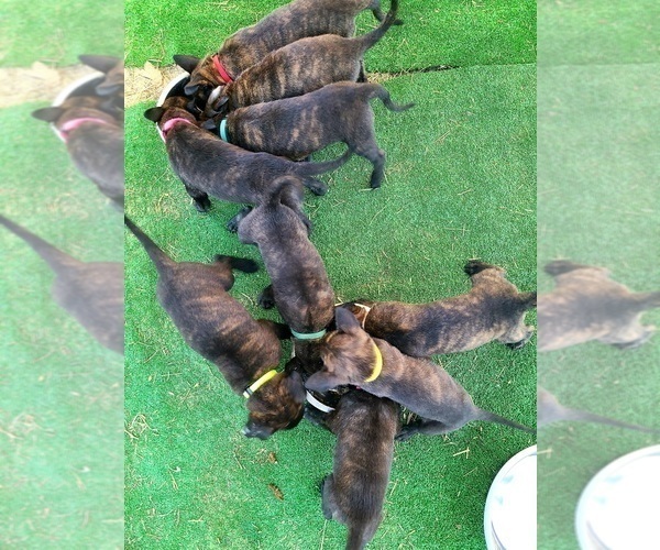 Medium Photo #8 Belgian Malinois-Dutch Shepherd Dog Mix Puppy For Sale in CALHAN, CO, USA