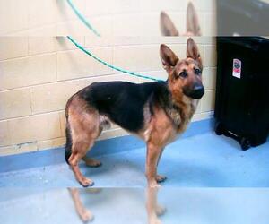 German Shepherd Dog Dogs for adoption in Tulsa, OK, USA
