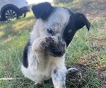 Small Photo #3 Texas Heeler Puppy For Sale in BIGGERSVILLE, MS, USA