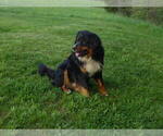Small Photo #7 Bernese Mountain Dog Puppy For Sale in MEMPHIS, MO, USA