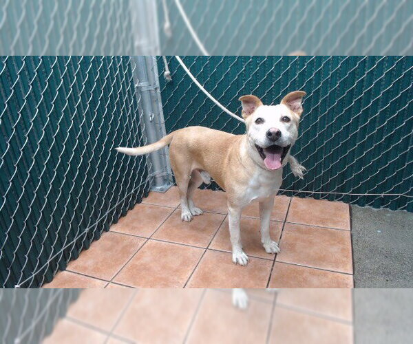 Medium Photo #1 Mutt Puppy For Sale in Downey, CA, USA
