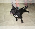 Small #2 American French Bull Terrier