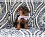 Small Photo #7 Yorkshire Terrier Puppy For Sale in LAKELAND, FL, USA