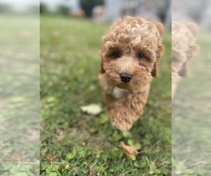 Cockapoo Puppy for sale in PAINTSVILLE, KY, USA
