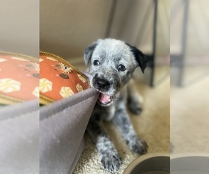 Texas Heeler Puppy for sale in LAKELAND, FL, USA