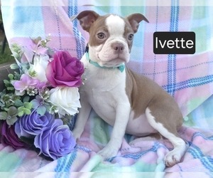 Boston Terrier Puppy for sale in MINERAL WELLS, WV, USA